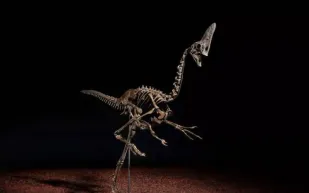 أكبر من الحوت القاتل.. اكتشاف موساصور عملاق في المياه العذبة