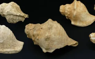 من المحار إلى البوق: كيف استخدم القدماء أصداف الحلزونات لإرسال الإشارات؟