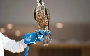 نادي الصقور يعلن تفاصيل جوائز مهرجان الملك عبدالعزيز للصقور