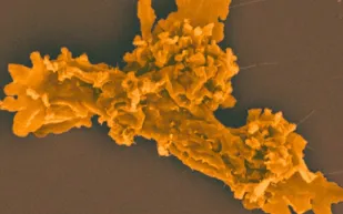 علماء يكتشفون كائنًا خارقًا قد يغير مفاهيمنا عن الحياة على الأرض وفي الفضاء!