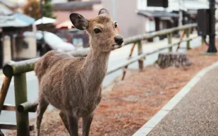 ترتيب الكائنات الأكثر إخلاصًا… دراسة تضع البشر في مرتبة مفاجئة