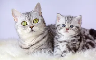 استنساخ الحيوانات الأليفة يثير القلق.. خبراء يسلطون الضوء على المخاطر الخفية