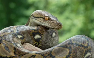 تقنية جديدة توسّع مجال الرؤية.. ماذا ترى كاميرات تحاكي «عين الأفعى»؟