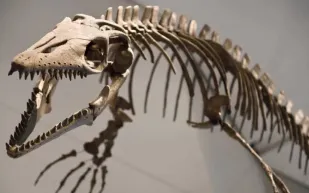 إعادة فحص أكبر قدم ديناصور في العالم بعد نحو 3 عقود يكشف عن تفاصيل مذهلة