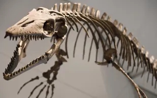 أحفورة قديمة تخفي سرًا عمره قرن.. اكتشاف ديناصور جديد في ألمانيا (فيديو)