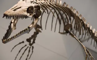 ما الذي عثر عليه علماء الآثار قرب موقع الألعاب الأولمبية الشتوية 2026 في إيطاليا؟