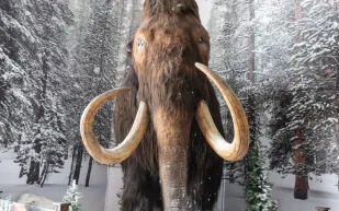 منازل من عظام الماموث.. اكتشاف مذهل لعصر جليدي عمره 18 ألف عام في أوكرانيا