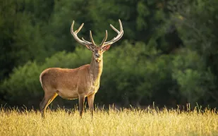 غزال يقتحم فصل في مدرسة صينية ويبدأ بأكل أوراق الامتحانات! (فيديو)