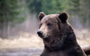 مشهد مثير: دب عالق على عمود كهرباء… هل خرج سالماً؟ (فيديو)