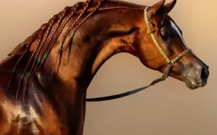 العرض الدولي لجمال الخيل العربية في الرياض.. منافسات محلية ودولية متميزة