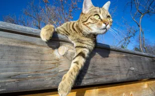 دراسة جديدة تكشف مفاجأة عن القطط في الصين القديمة.. كانت مختلفة تمامًا