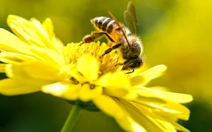 ظاهرة لم تُسجل من قبل.. النحل حوّل العظام إلى مساكن دائمة قبل آلاف السنين!