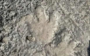 آثار ديناصورات مفترسة تظهر في تكساس: الفيضانات تكشف أسرارًا عمرها 115 مليون عام (فيديو)