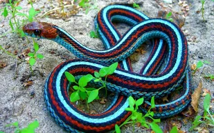 ثعبان الرباط الأحمر يتحدى الموت الجليدي.. كيف يعود للحياة بعد تجمد نصف جسده؟