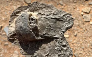 تاريخ العُلا يخبئ مفاجآت علمية: اكتشاف أحافير نادرة تعود لـ465 مليون سنة