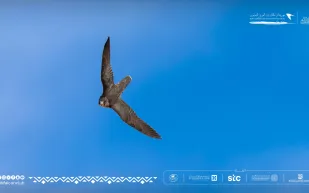 من 30 ألف ريال إلى الجائزة الكبرى.. G2 يسطع في مهرجان الملك عبدالعزيز للصقور