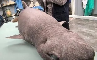 ظهور قرش "الأنمي" النادر على شاطئ إسبانيا