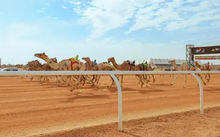 مهرجان خادم الحرمين الشريفين للهجن يفتح تسجيل أشواط المزاين (فيديو)