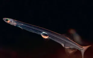 سمك النودلفيش الأبيض الدم يذهل العلماء.. دراسة حديثة تكشف أسراره