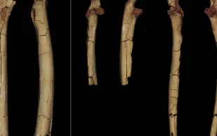 أحفورة عمرها 7 ملايين سنة.. هل تعيد كتابة تاريخ المشي على قدمين؟