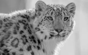 هجوم وحشي وسط الثلوج.. نهاية مأساوية لمحاولة تصوير نادرة (فيديو)