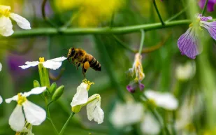 هل الرياضيات هي الجسر بيننا وبين الكائنات الأخرى؟ اكتشاف مذهل من عالم النحل!
