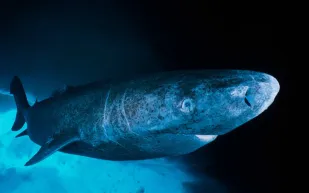 عمره 4 قرون.. السر وراء أطول قرش عمرًا على وجه الأرض