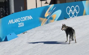 كلب يسرق الأضواء في الأولمبياد الشتوي.. ماذا فعل أثناء سباق التزلج؟ (فيديو)
