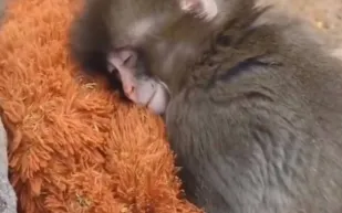 القرد الصغير "بونش" يواجه العالم بدمية (فيديو)