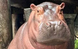 فيديو يحبس الأنفاس.. هجوم فرس النهر يقلب قارباً لخبراء حماية البيئة (فيديو)