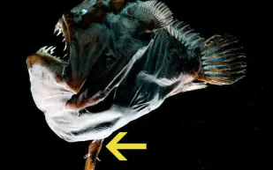 في اليوم العالمي.. تعرف على أغرب طقوس الحب في عالم الحيوان (فيديو)