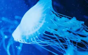 اكتشاف كائن عملاق يكشف أسرارًا جديدة عن الحياة البحرية (فيديو)