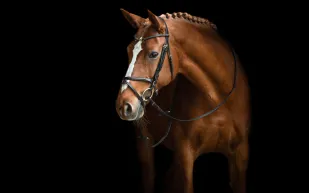 اكتشاف علمي يغير فهمنا لطريقة تواصل الخيول