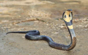 هل أكل الثعابين لجنسها جزء من استراتيجيات بقاء؟ دراسة تكشف الحقيقة