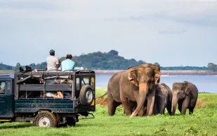 من الضحك إلى الصرخات: رحلة سفاري في تنزانيا تتحول لحادثة مرعبة! (فيديو)