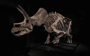 متحف يعرض هيكل ديناصور نادر للبيع في مزاد.. تعرف على السعر المنتظر