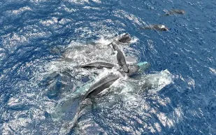 حيتان العنبر تتحد في مشهد استثنائي لمساعدة صغير حديث الولادة! (فيديو)