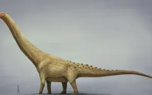 اكتشاف مثير في بيضة نادرة: هل يكشف عن سر جديد في تكاثر الديناصورات؟