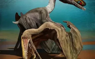 كنز في الصين.. اكتشاف 200 بيضة من أحافير التماسيح الطائرة