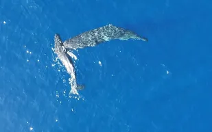 لقطات حية: حيتان العنبر تنطح بعضها دون سبب واضح (فيديو)