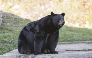 اقتحام دب لمنزل بكاليفورنيا.. تسلل بذكاء والتهم "الفستق" بجوار أصحاب الدار (فيديو)