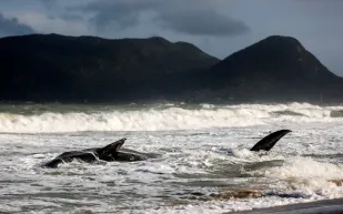 هل يمكن التواصل مع الحيتان؟ دراسة تكشف نظامًا لغويًا معقدًا