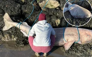 اكتشاف نادر: جنوح قرش غرينلاند على سواحل أيرلندا هل يكشف أسراره؟ 