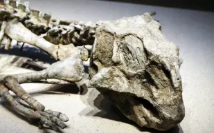 ديناصورات رضيعة تبتلع الحصى منذ أشهرها الأولى.. لغز علمي جديد (فيديو)