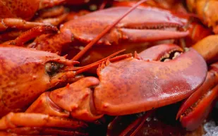  دراسة حديثة تصدم العالم.. هل يشعر سرطان البحر بالألم حقًا؟