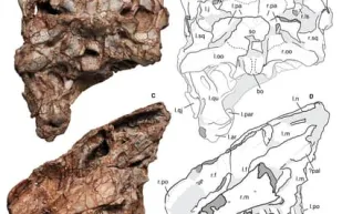 جمجمة محطمة تعيد كتابة الفصل الأخير لأوائل الديناصورات