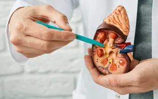 لماذا لا يمنع شرب الماء بكثرة حصى الكلى؟ دراسة تجيب