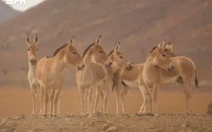 عودة حيوان غائب عن السعودية منذ قرن!