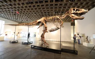 50 مليون دولار لـ"غاس".. مزاد تاريخي يحول "T. Rex" إلى أزمة علمية