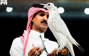 بعد تصدره مزاد الصقور بسعر 1.3مليون ريال.. ماذا تعرف عن صقر «سوبر وايت»؟